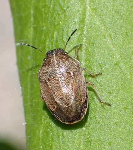 Réf. 233 454 : Neottiglossa pusilla
